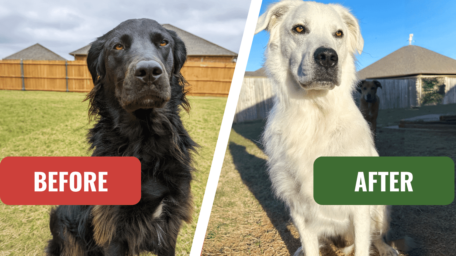 dog with vitiligo turns black to white auto immune disease