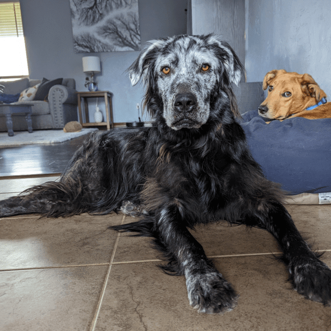 buster the dog with vitiligo