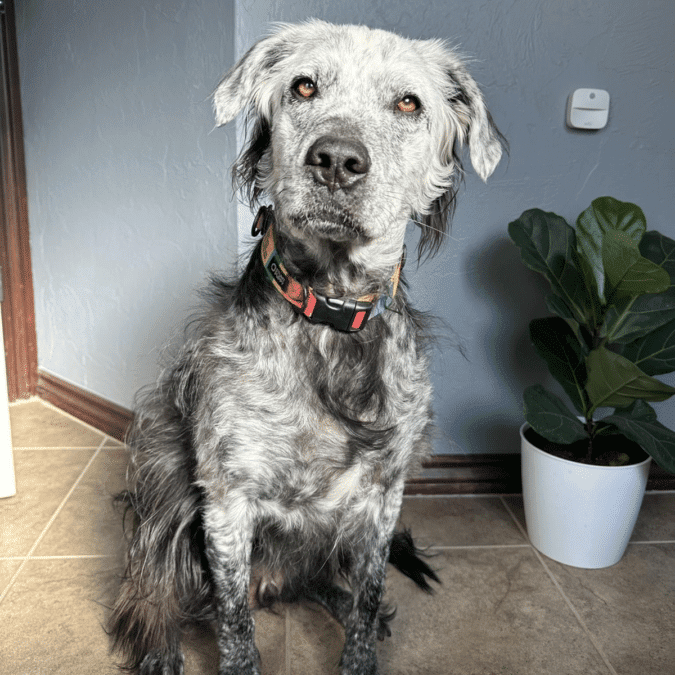 vitiligo in dogs