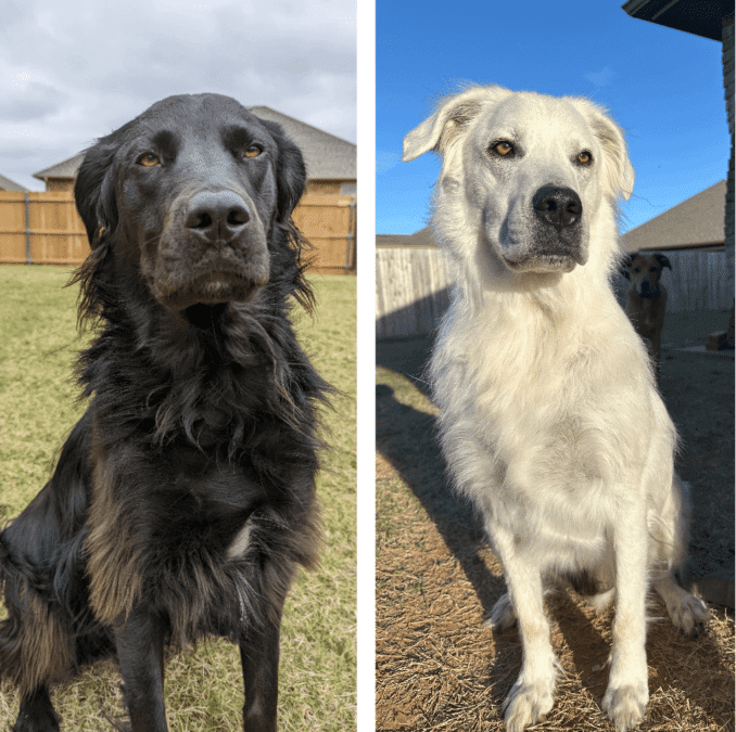 dog with vitiligo black to white auto immune disease