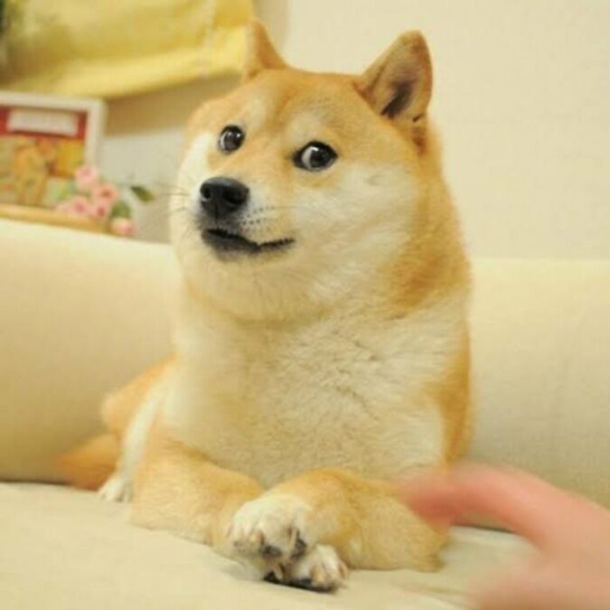 shiba inu dog