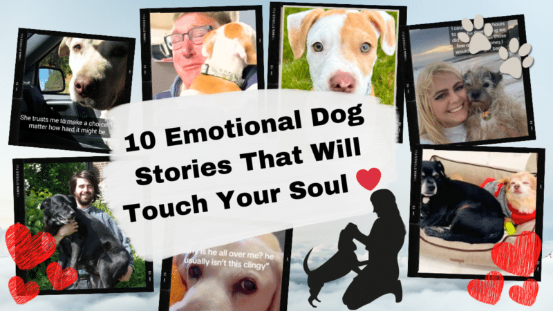 10 Emotional Dog Stories That Will Touch Your Soul Cover