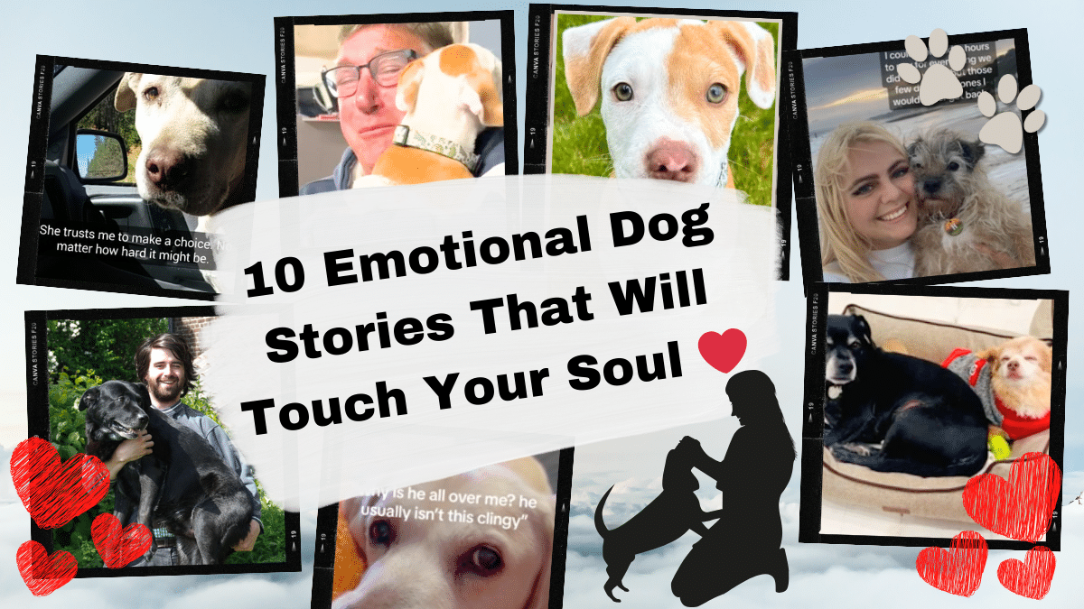10 Emotional Dog Stories That Will Touch Your Soul Cover