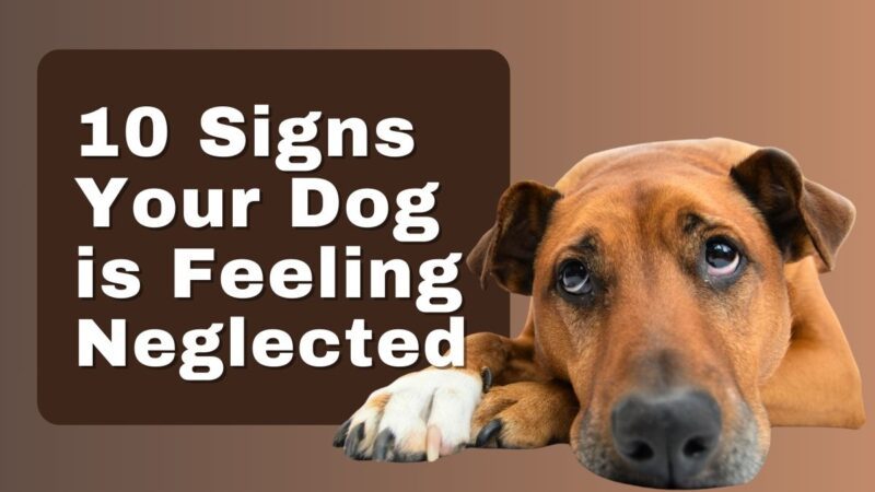 10 Signs Your Dog is Feeling Neglected