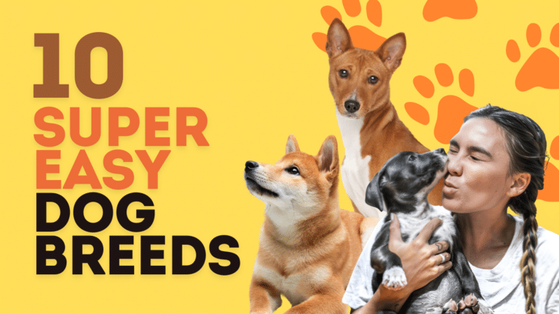 10 Easy-Care Dog Breeds for Busy Lifestyles