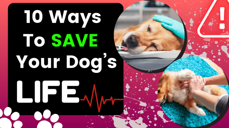 10 Way to Save Your Dog's Life
