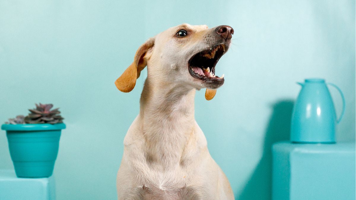 10. Constant Crying, Howling, or Whining