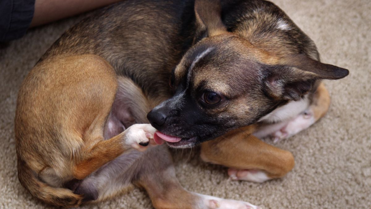 2. Excessive Licking