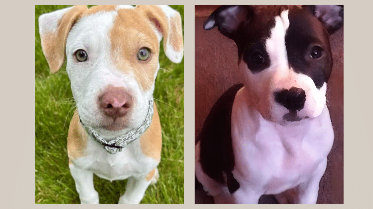 3. A Gift From Doggy Heaven