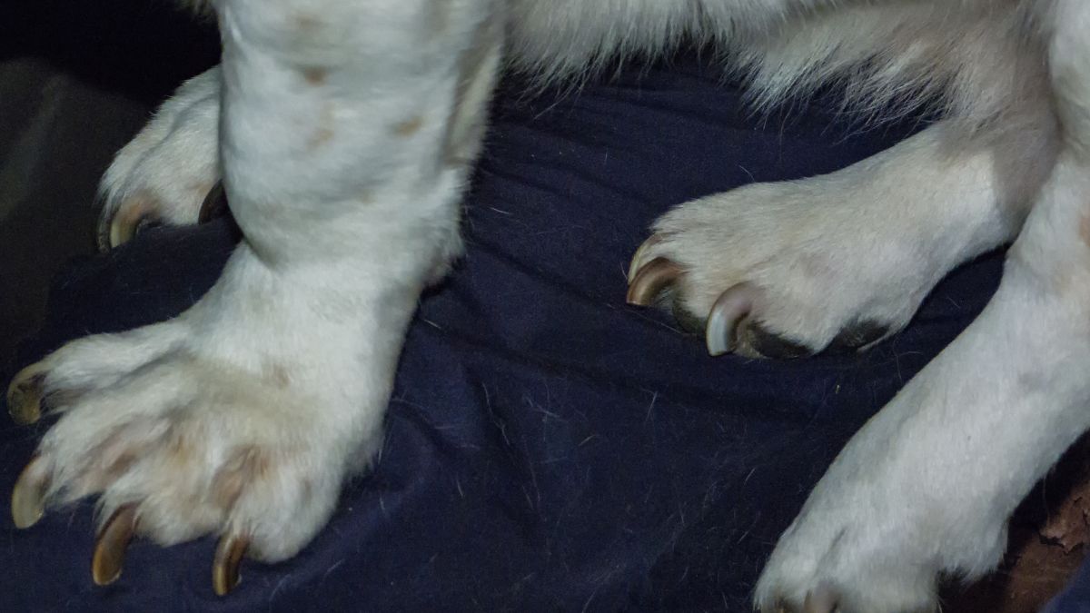 3. Extra-Long Nails