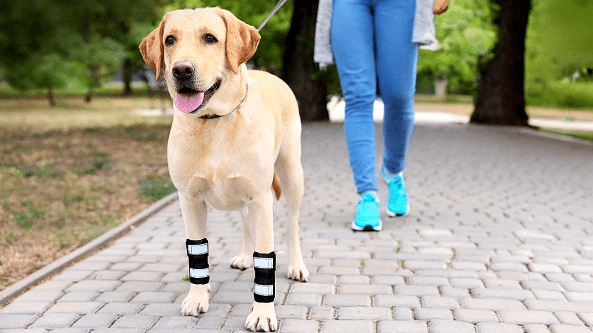 8. Injured Leg
