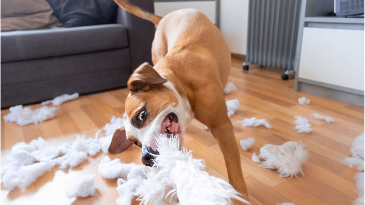 9. Chewing and Destroying Things