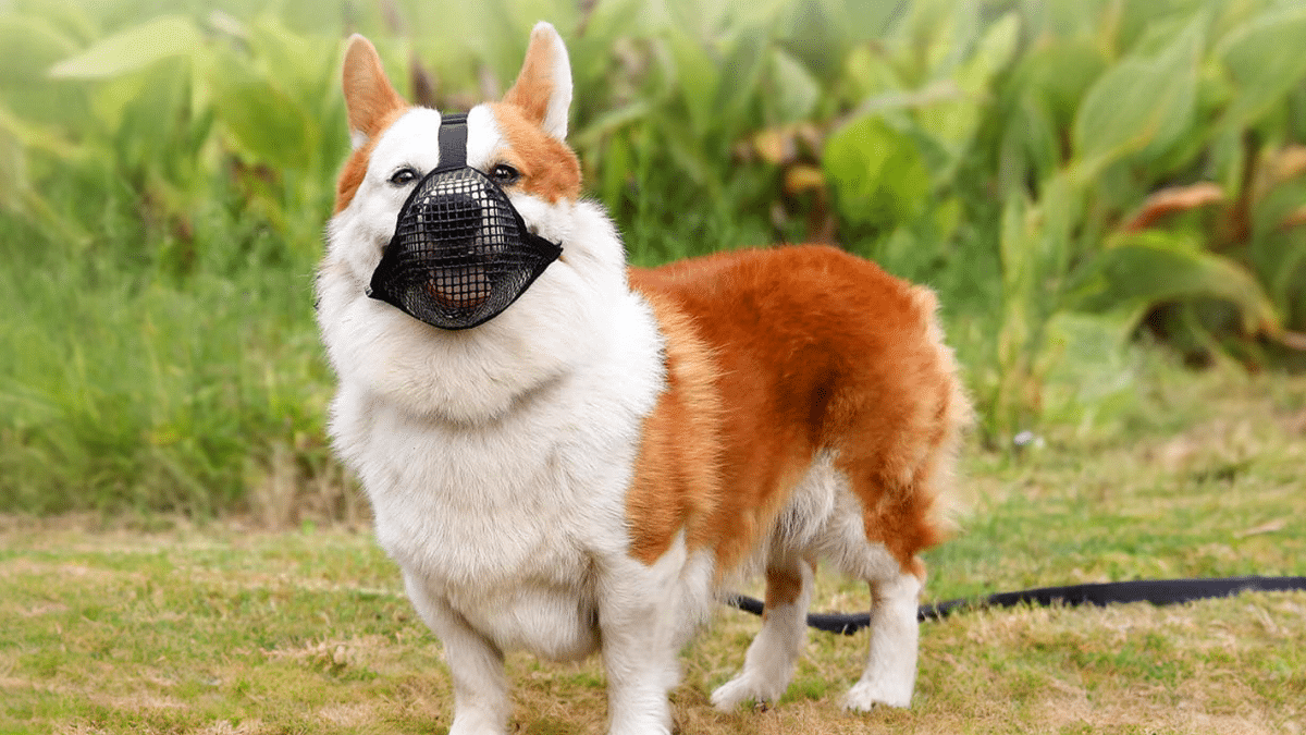 9. Muzzle Your Pet