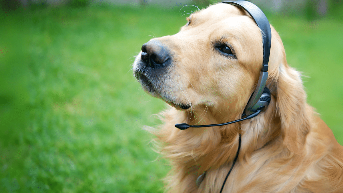 AI For Dogs 2