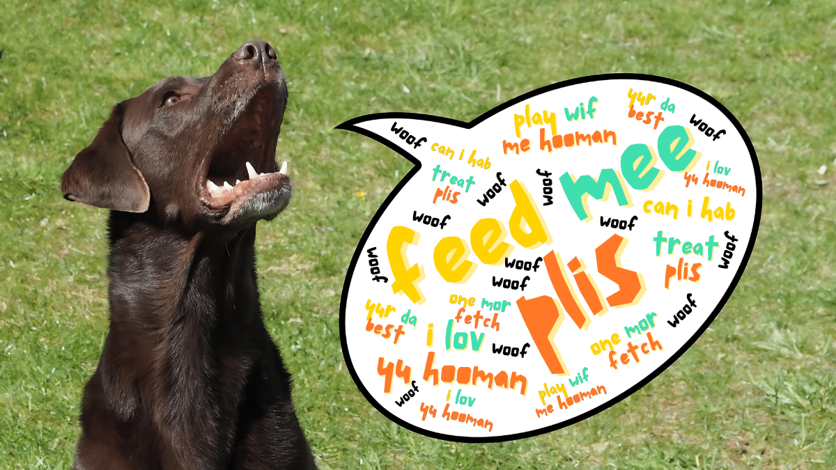 Your Dog's Bark is a Language We Will Soon Understand
