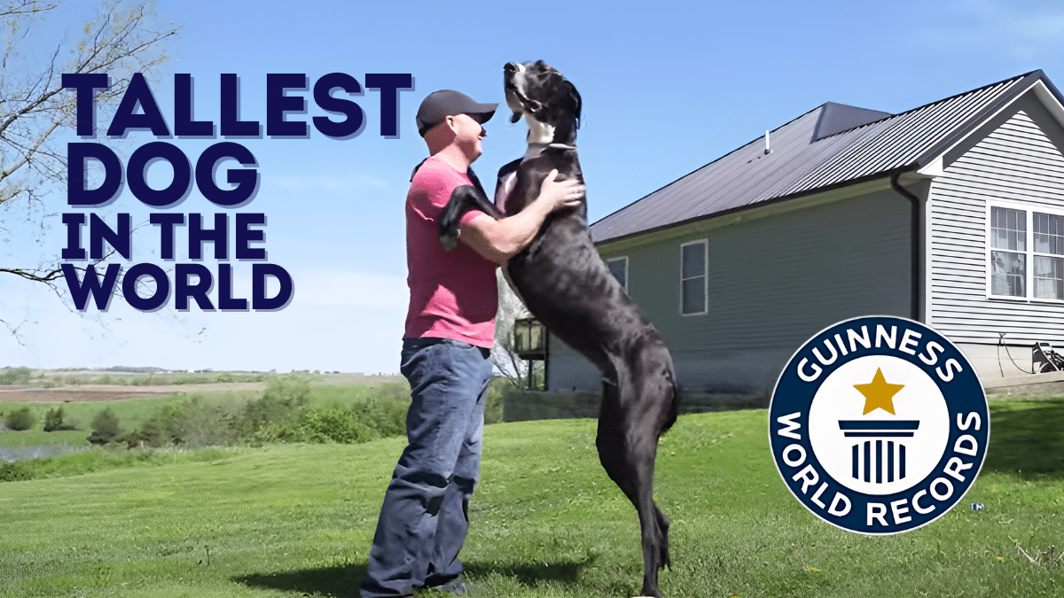 Meet Kevin: The New Record Holder for Tallest Dog in the World