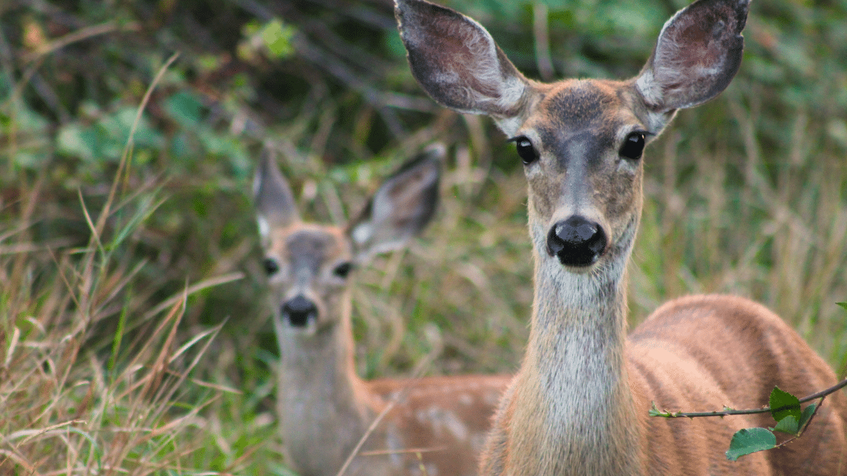 Shocking Deer Attack on Pregnant Woman and Dogs in Colorado