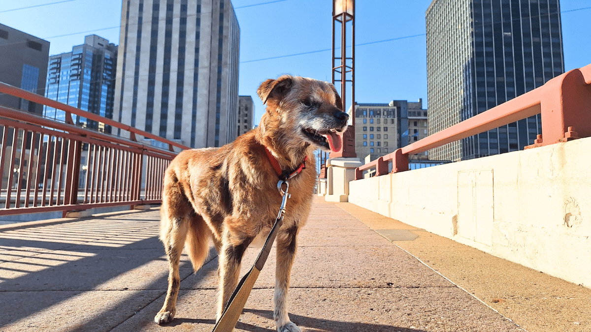 This 18 Year Old Blind and Deaf Dog Crosses Every Bridge in These Cities