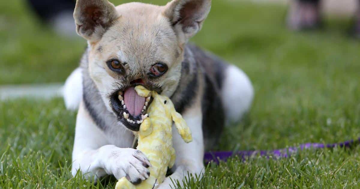 kabang playing with toy