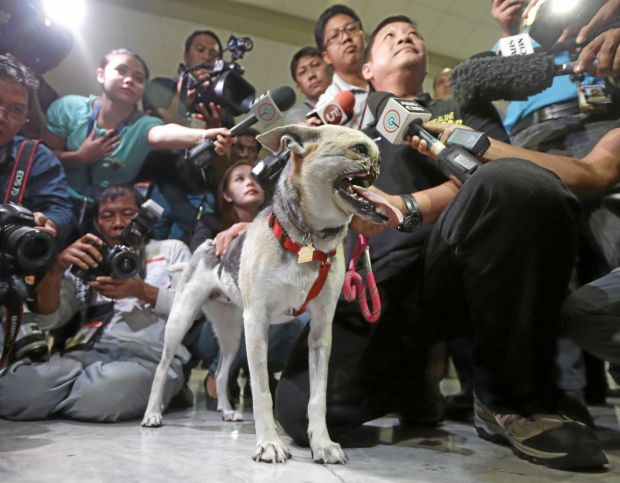 Kabang the dog hero surrounded by news outlets (📷: AP Photo/Bullit Marquez)