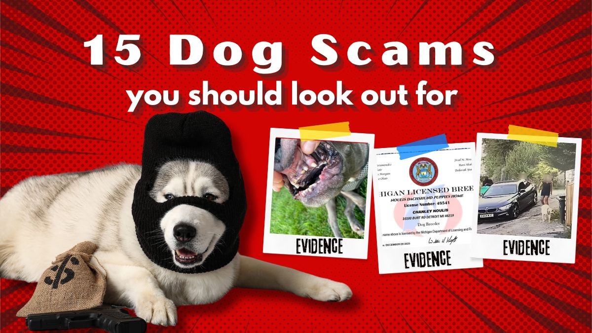 (1) FINAL 15 Dog Scams You Should Look Out For