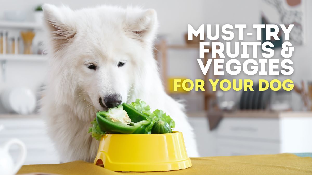 10 Fruits and Vegetables You Should Feed Your Dog this Summer