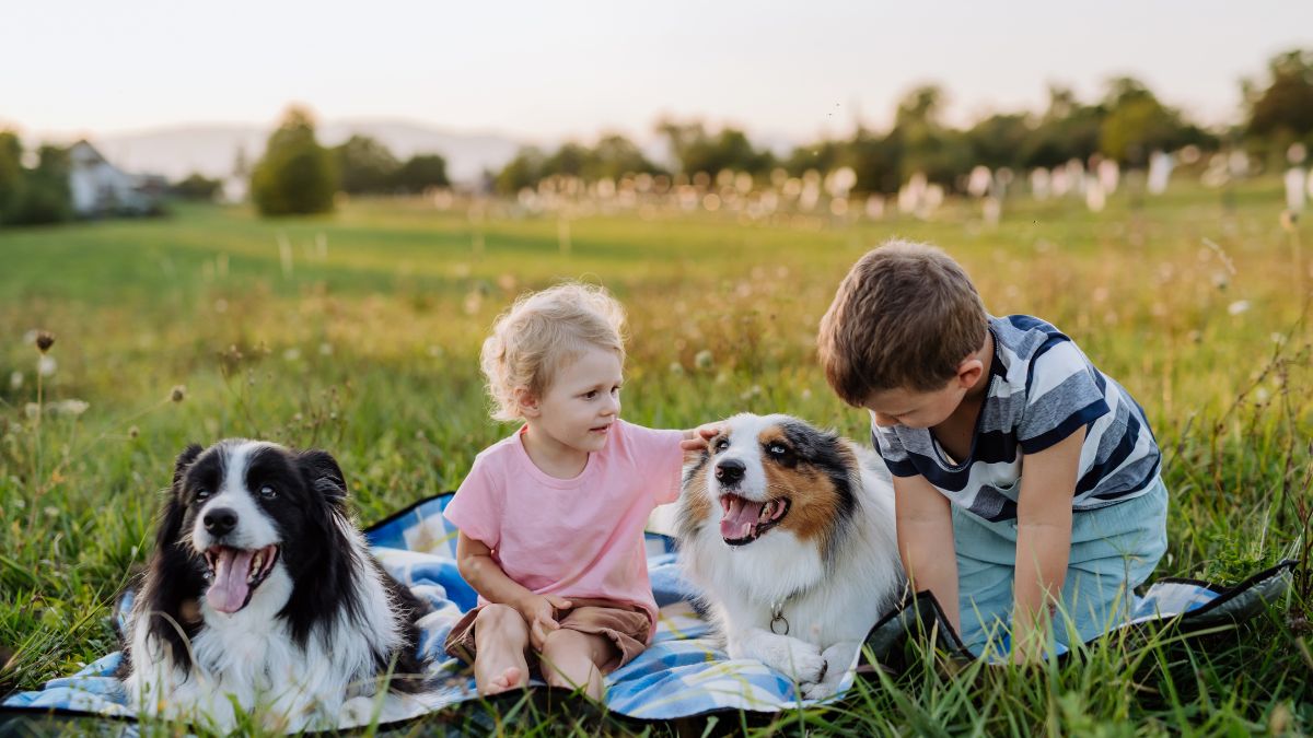 12 Collie 1