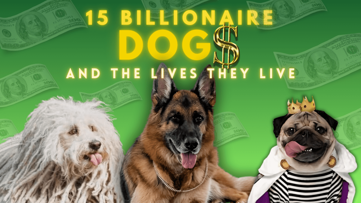 15 Billionaire Dogs And The Lives They Live