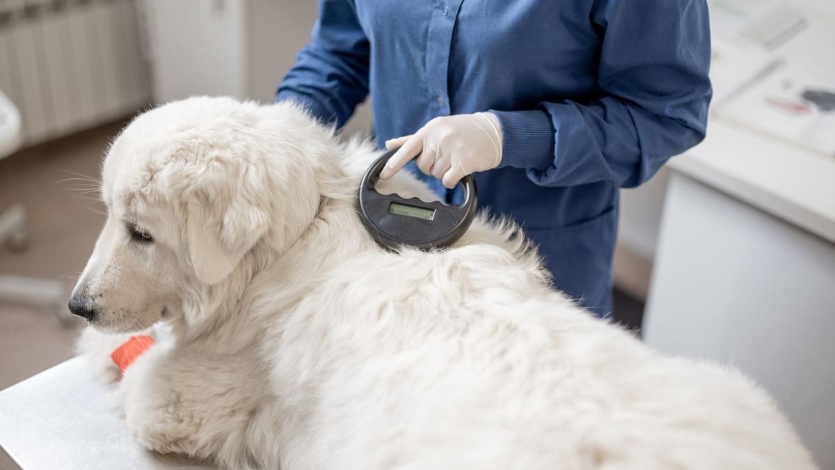 Dog Microchipping Scam