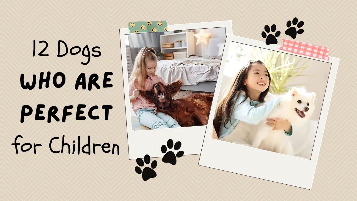Final 12 Dogs Who Are Perfect For Children