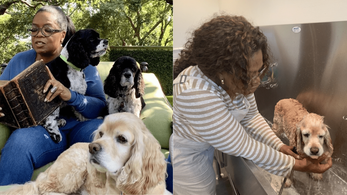 Winfrey Dogs