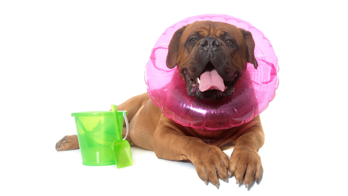 1. Dogue De