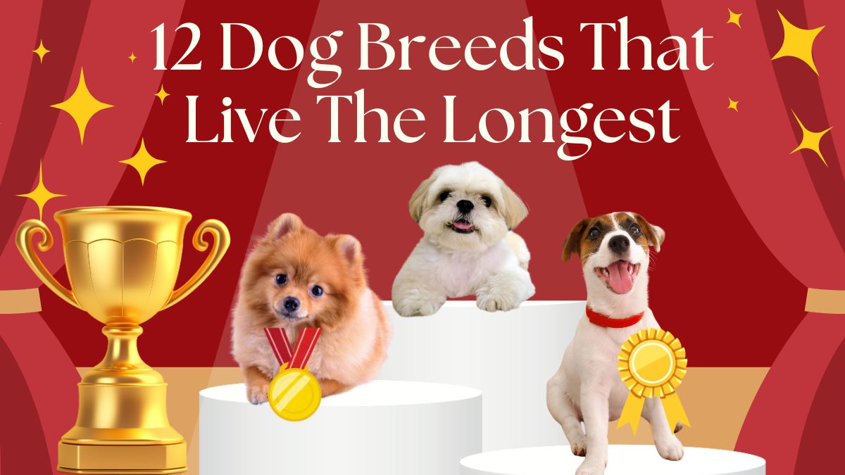 12 Dog Breeds That Live The Longest