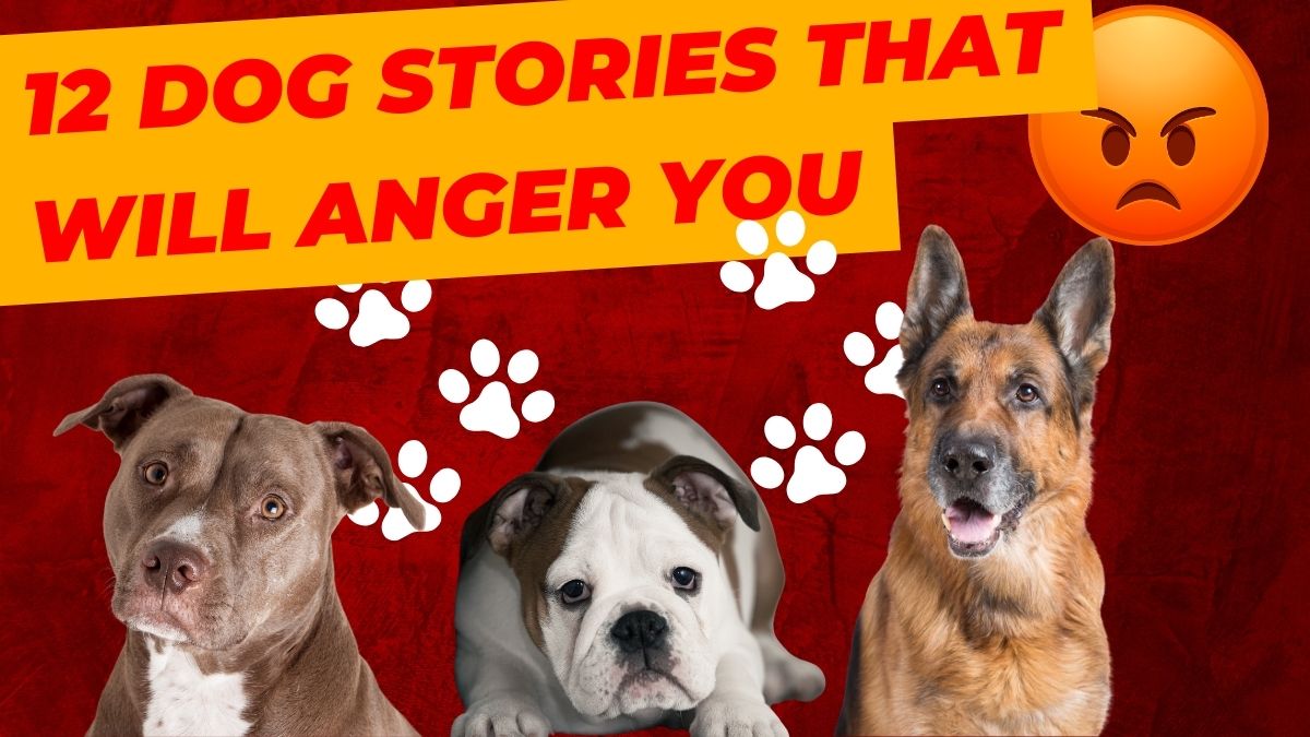 12 Dog Stories That Will Anger You