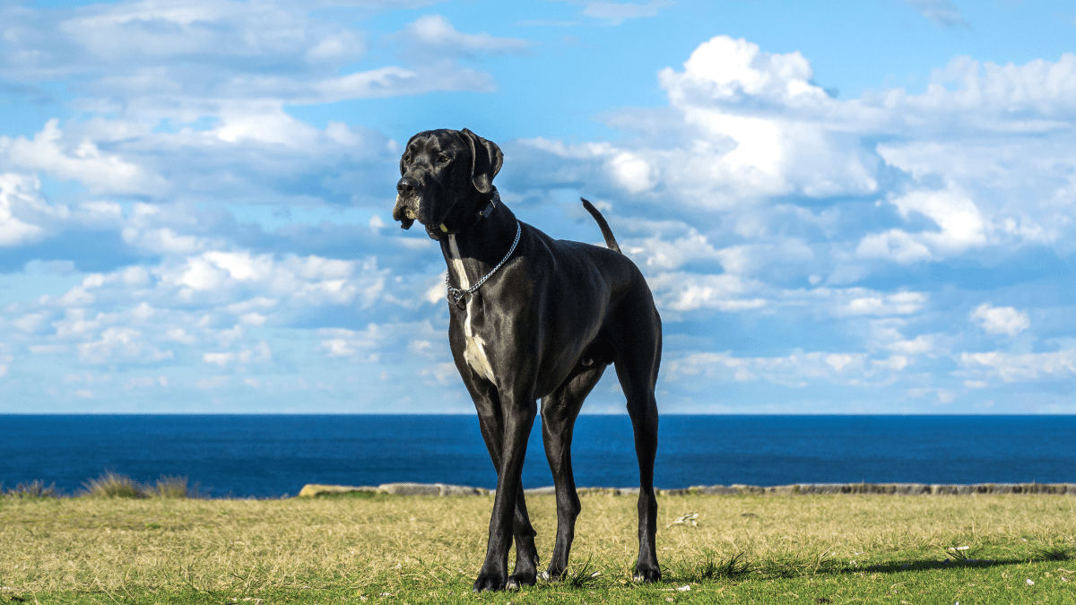 2. Great Dane 1