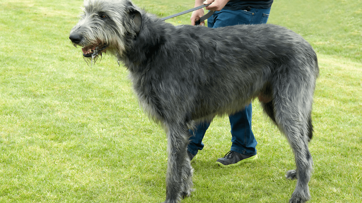 4. Irish Wolfhound