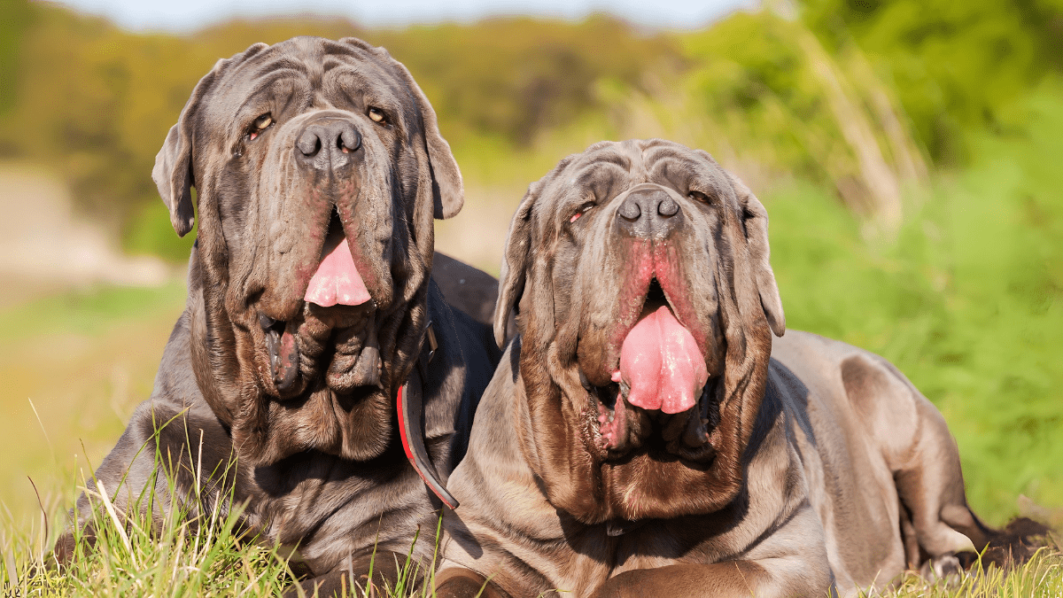 5. Neapolitan Mastiff
