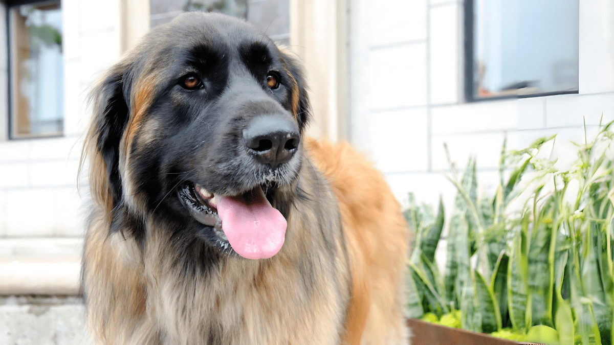 6. Leonberger