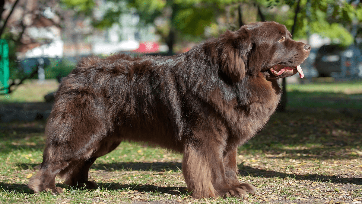 7. Newfoundland