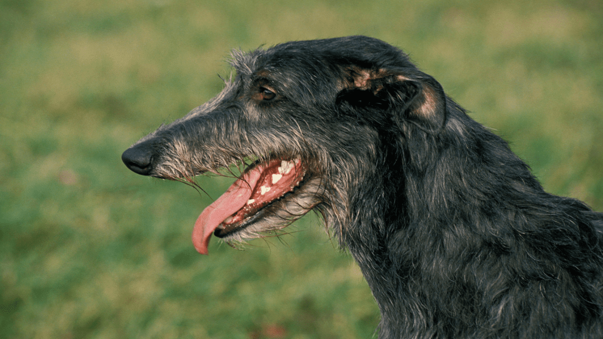 9. Scottish Deerhound