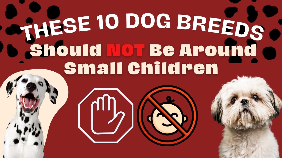 These 10 Dog Breeds Should Not Be Around Small Children