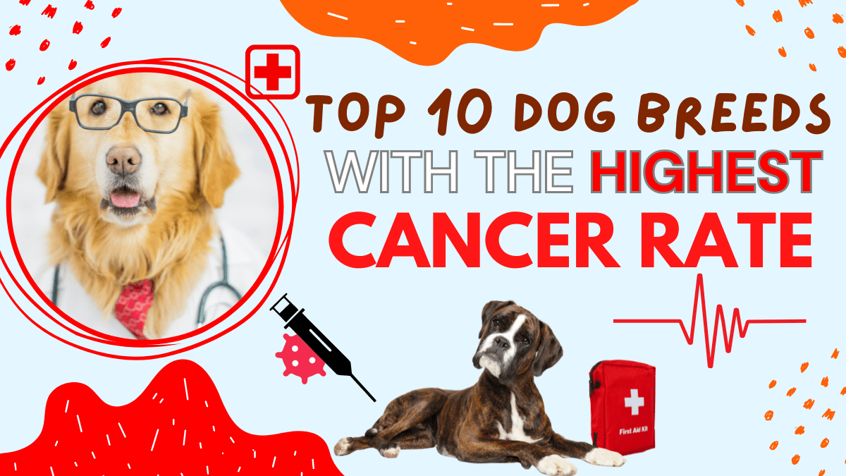 Top 10 Breeds With The Highest Cancer Rate