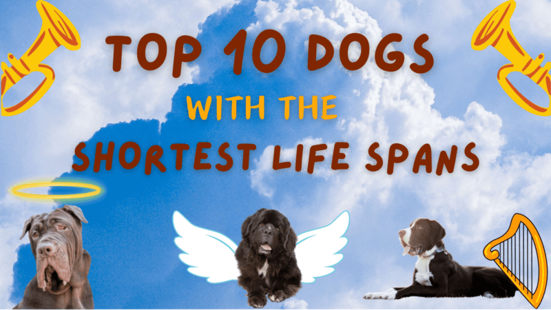 Top 10 Dog Breeds With The Shortest Life Spans