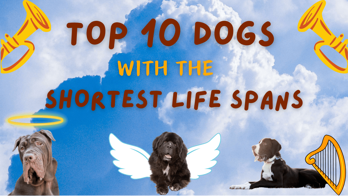 Top 10 Dog Breeds With The Shortest Life Spans