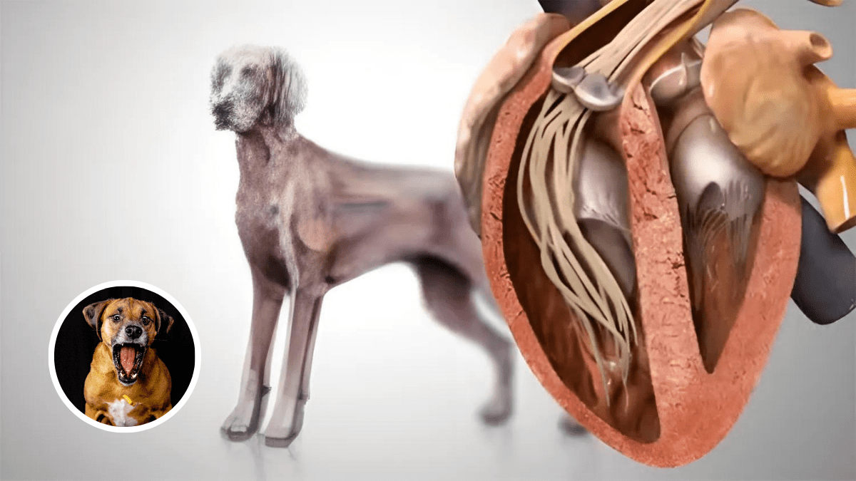 Heartworms in Dogs treatment