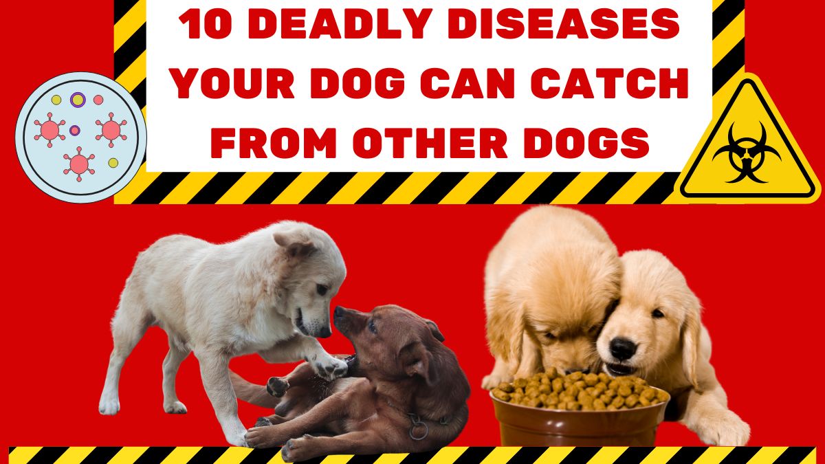 10 Deadly Diseases Your Dog Can Catch From Other Dogs