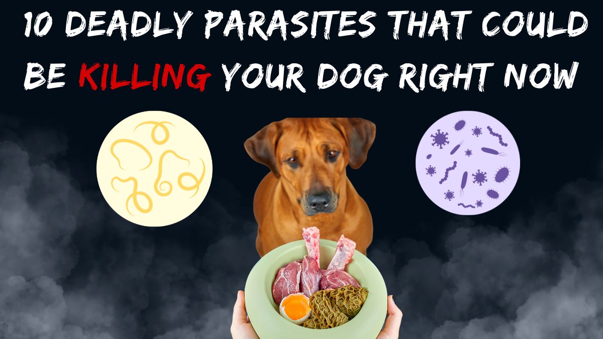 10 Deadly Parasites That Could Be Killing Your Dog Right Now