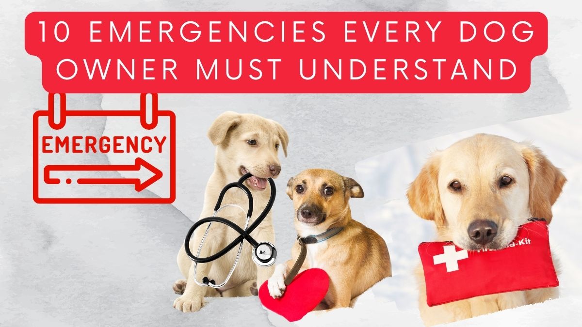 10 Emergencies Every Dog Owner Must Understand