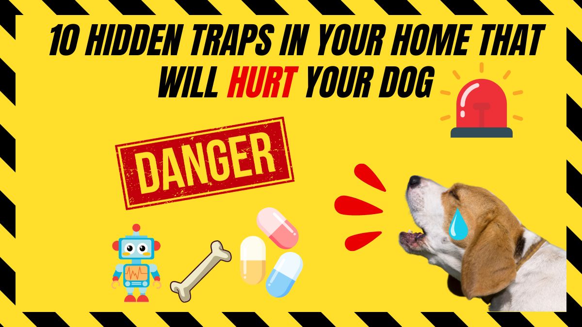 10 Hidden Traps in Your Home That Will Hurt Your Dog