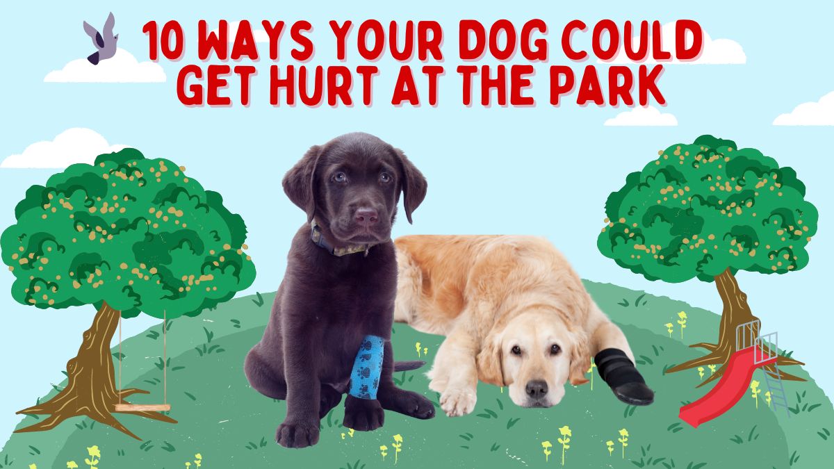10 Ways Your Dog Could Get Hurt At The Park